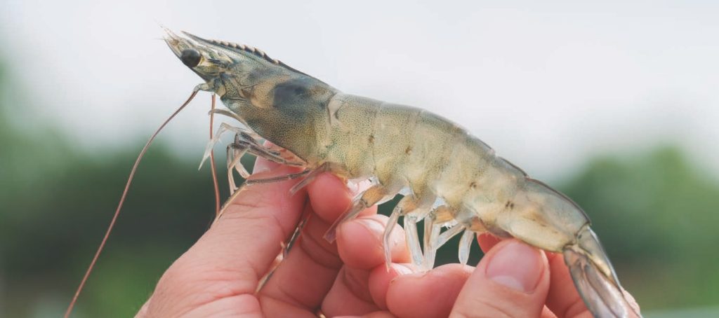 Intact Aqua: a new solution in our portfolio to enhance water stability and pellet durability in shrimp feed