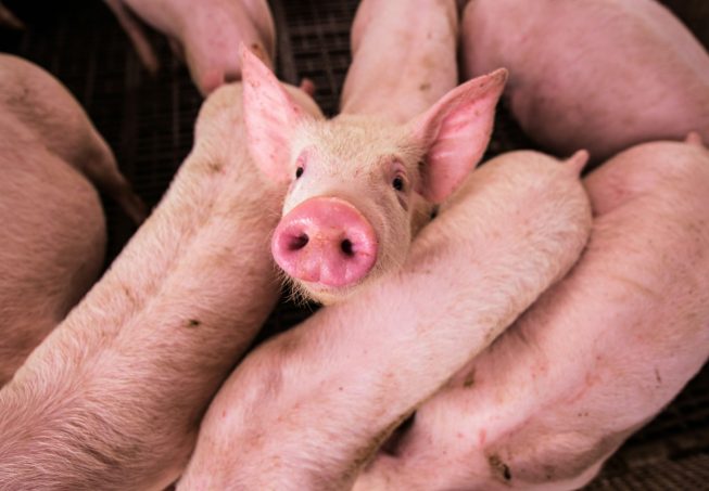 diego-san-tlJ_5jVHMF4-unsplash